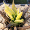 Haworthia limifolia variegata