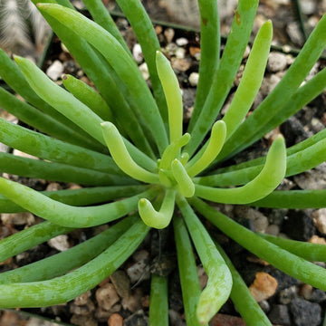 crested senecio vitalis succulent Buy Senecio Vitalis Online | Blue Chalk Fingers Plant