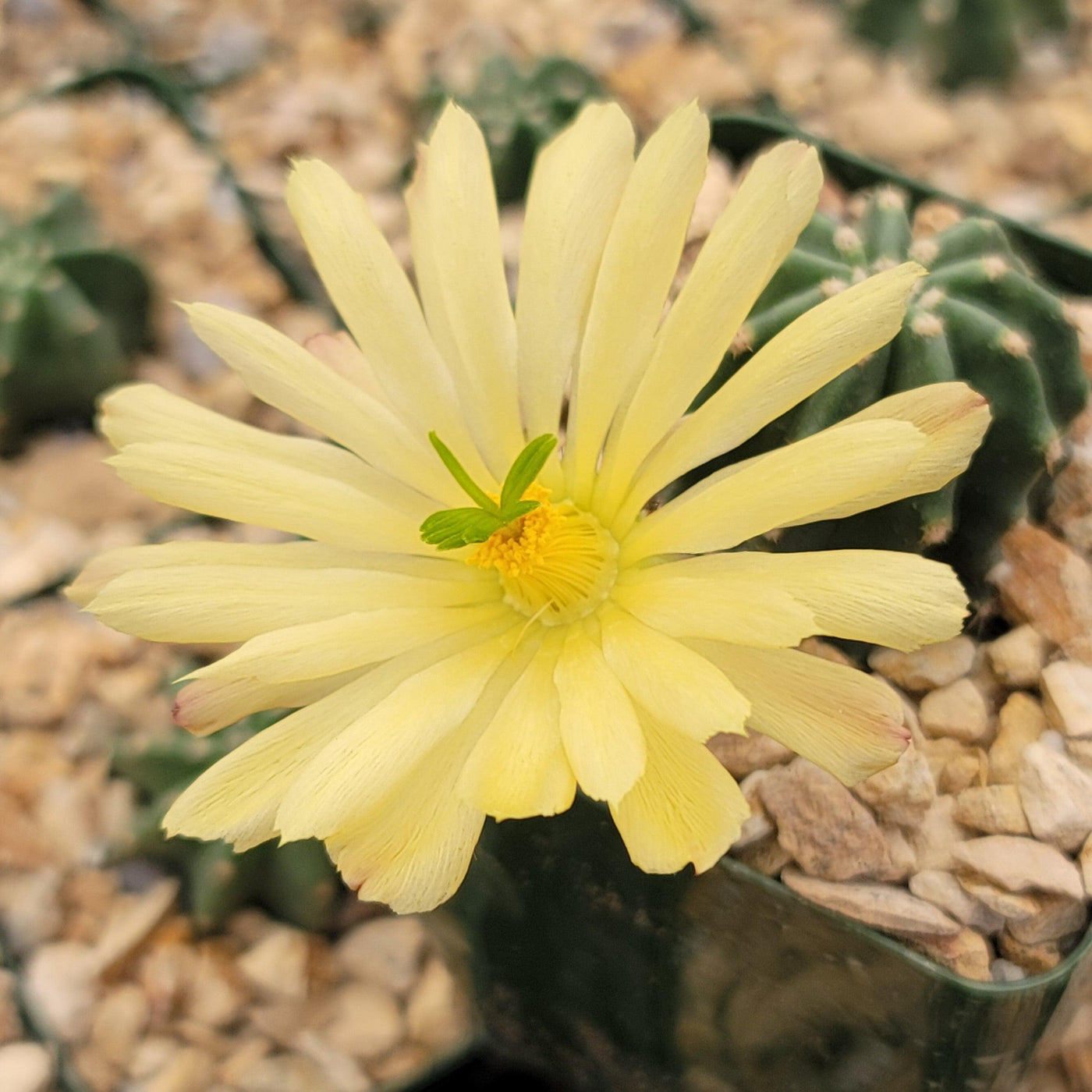 Echinocereus subinermis