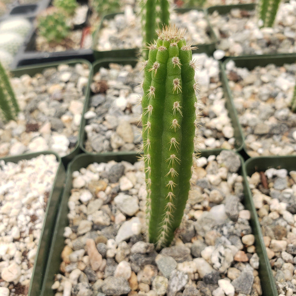 Yungasocereus inquisivensis