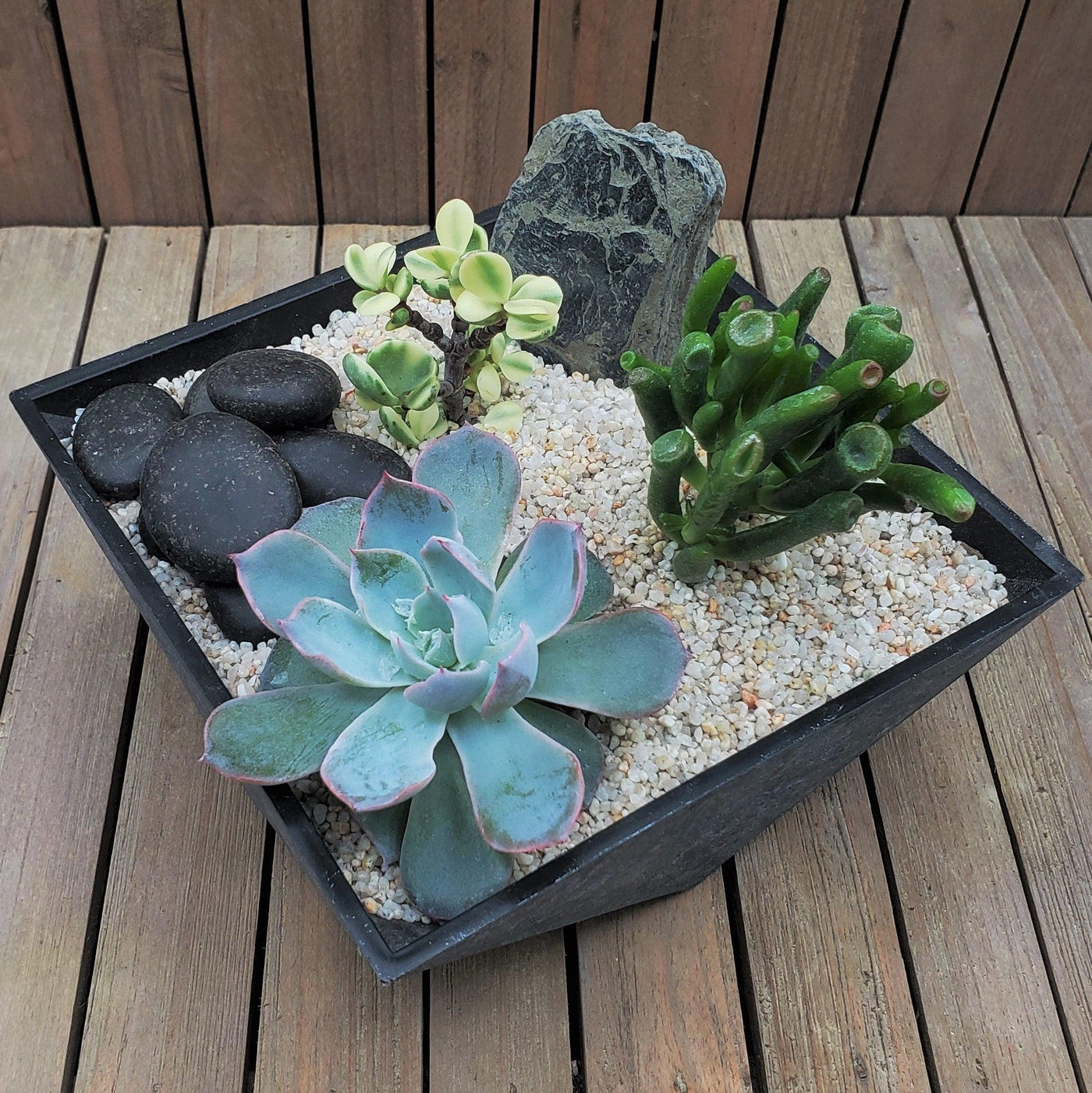 3 Succulent Faceted DIY Kit
