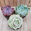 2.5" Echeveria Trio Assortments