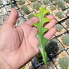 Selenicereus anthonyanus Fishbone Cactus Cutting