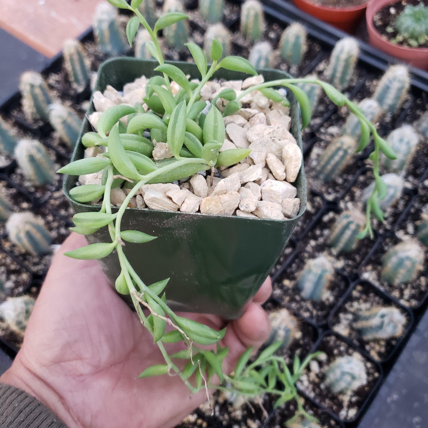 fish hook succulent toxic String of Fishhook Plant
