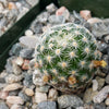 Mammillaria solisioides