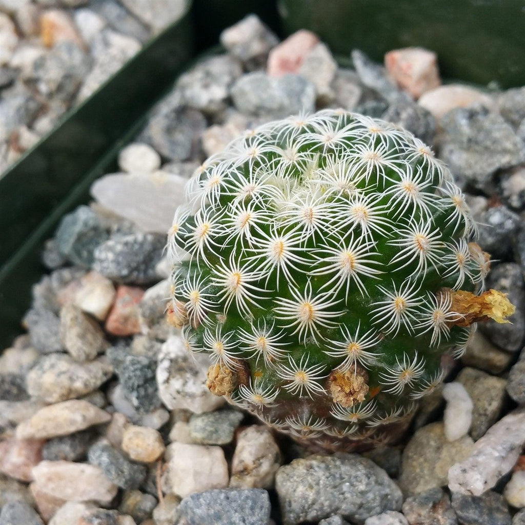 Mammillaria solisioides