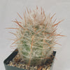 Old Man of the Mountain Cactus ‘Oreocereus trollii’