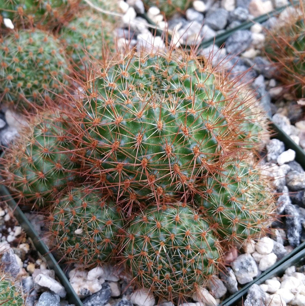 Rebutia donaldiana fiebrigii