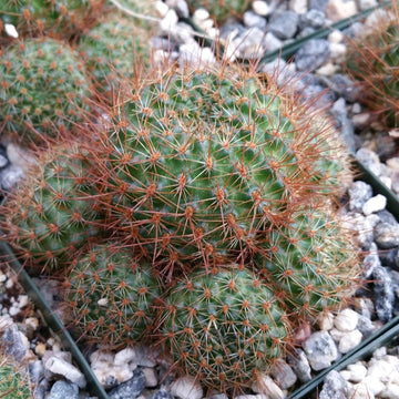 Rebutia donaldiana fiebrigii – Planet Desert