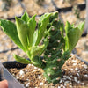 Monadenium stapelioides