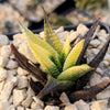 Haworthia limifolia variegata