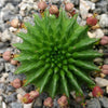 Euphorbia susannae