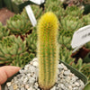 Cleistocactus winteri Golden Rat Tail