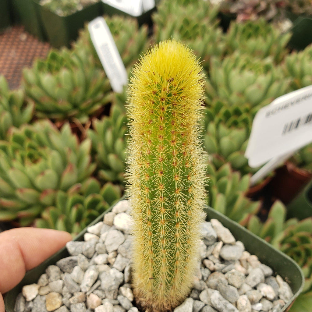 Cleistocactus winteri Golden Rat Tail