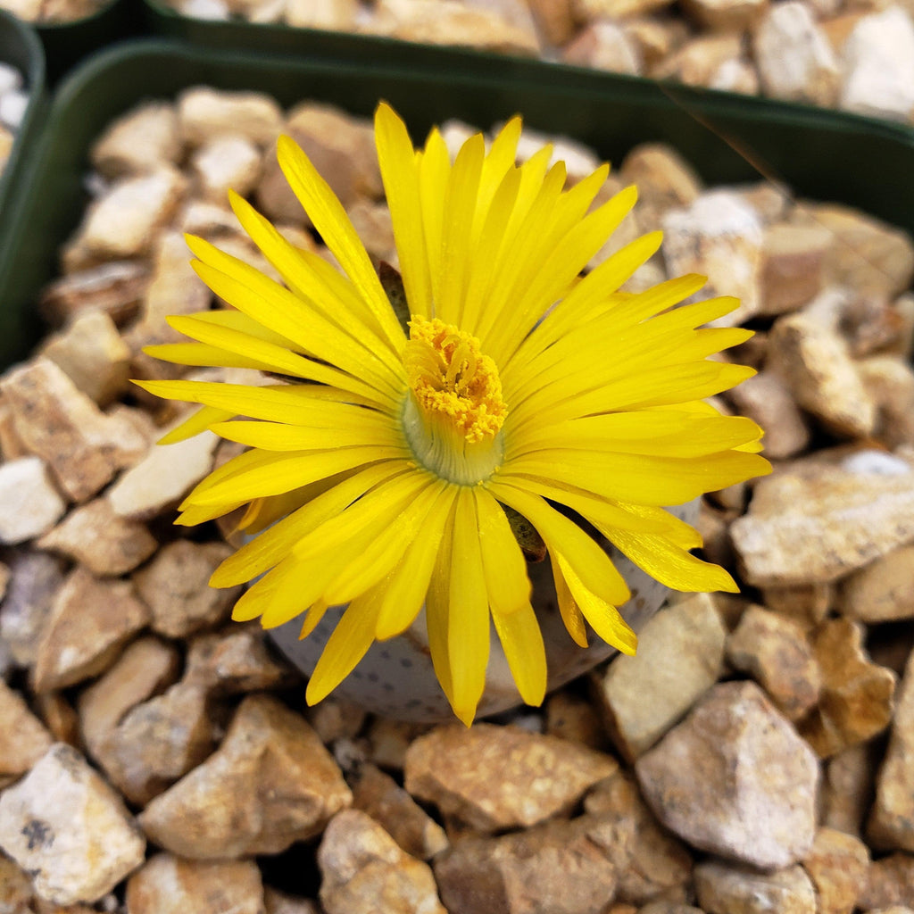 Dinteranthus wilmottianus