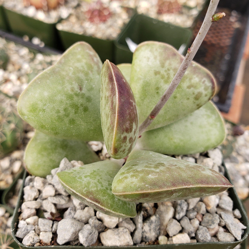 Adromischus triflorus &