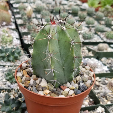 treelike cactus Stenocereus griseus