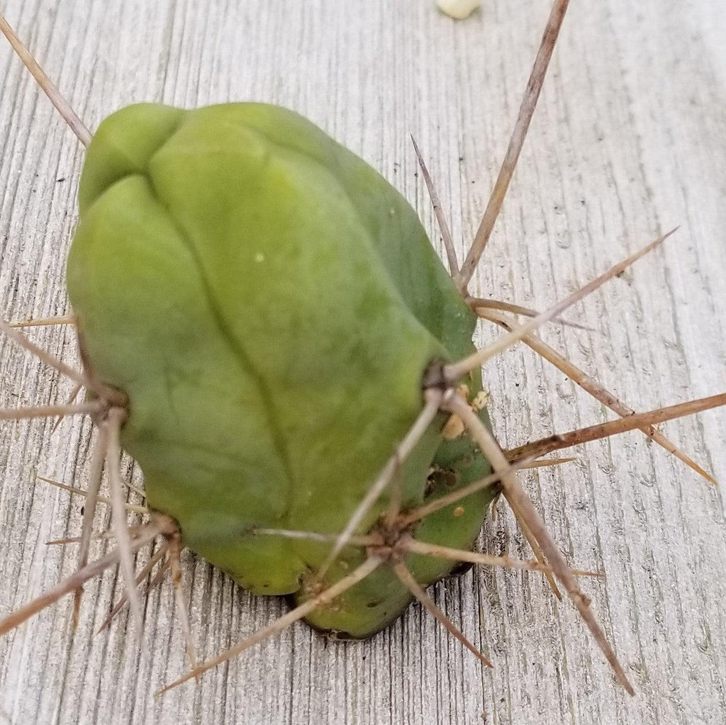 Unrooted Cutting Trichocereus bridgesii Monstrose Penis Cactus
