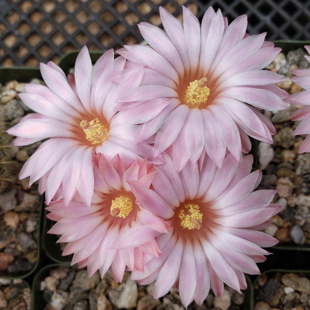 Notocactus gutierezii