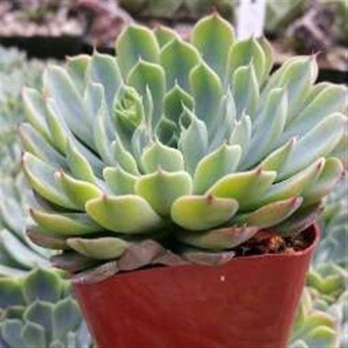 Echeveria blue rose