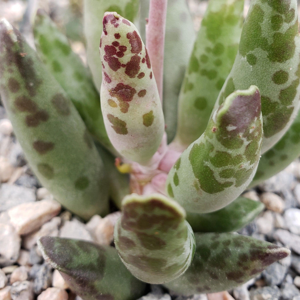 Adromischus festivus