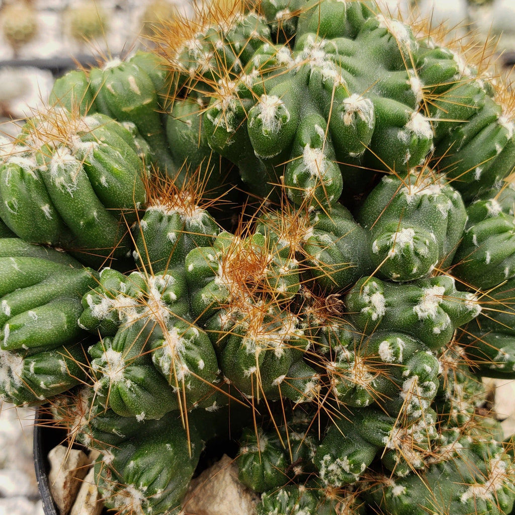 Cereus peruvianus monstrose &