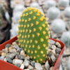 Opuntia microdasys Bunny Ears cutting