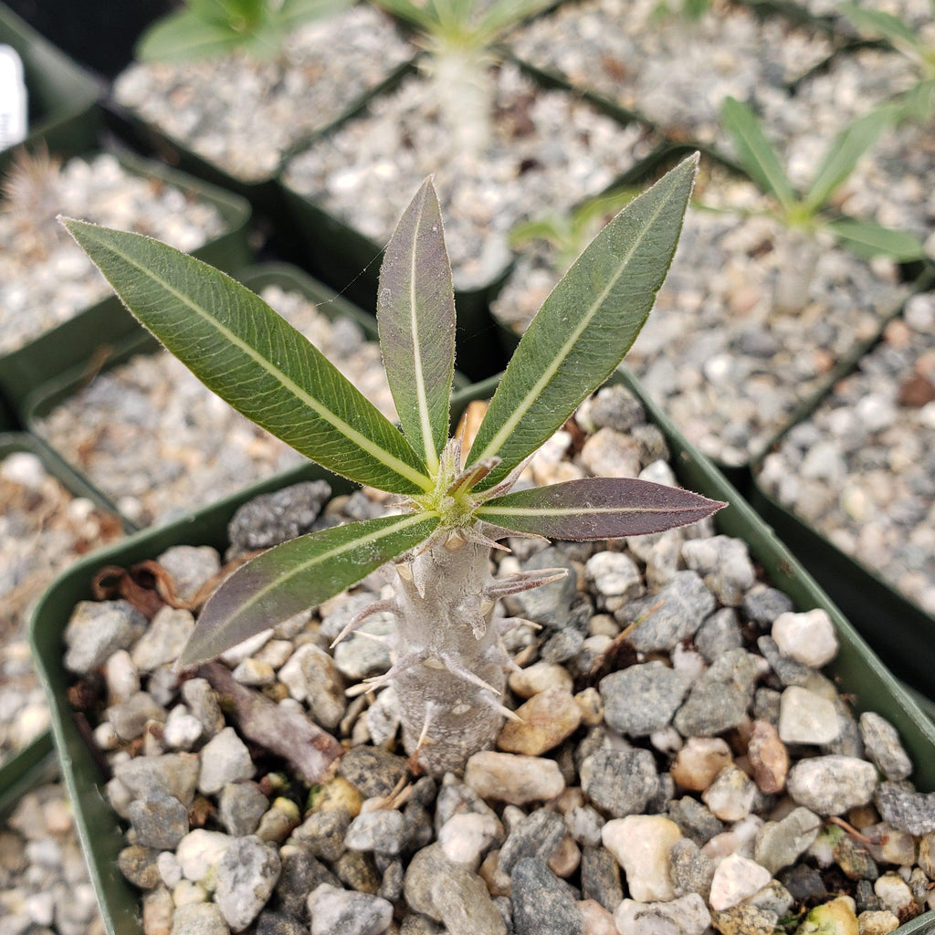Pachypodium horombense