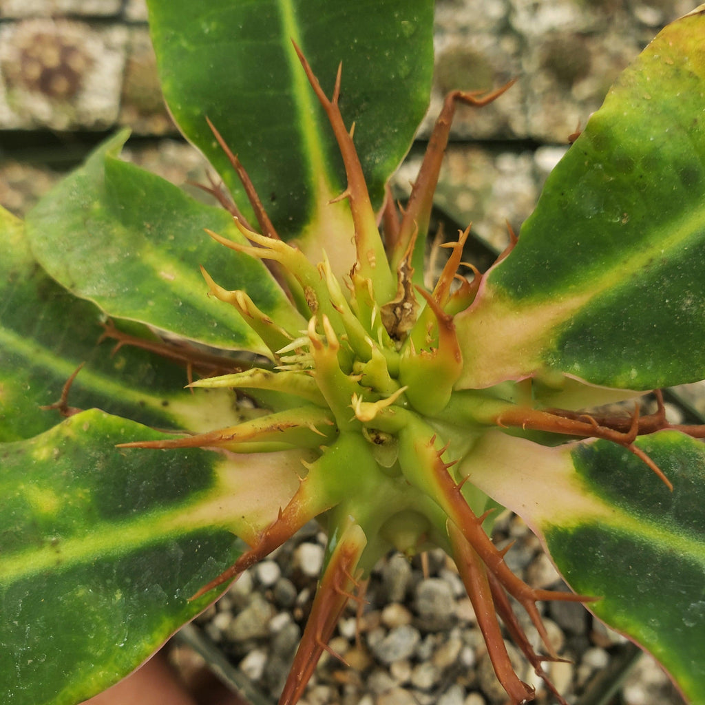 Euphorbia vigueri capuroniana