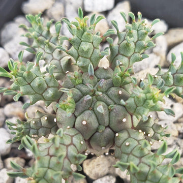 succulents that look like jellyfish Euphorbia Atroviridis | Jellyfish-Headed Euphorbia