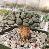 Aloinopsis schooneesii