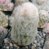 Peruvian Old Lady Cactus - Espostoa melanostele