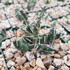 Paper Pine Cactus - Maihueniopsis glomerata