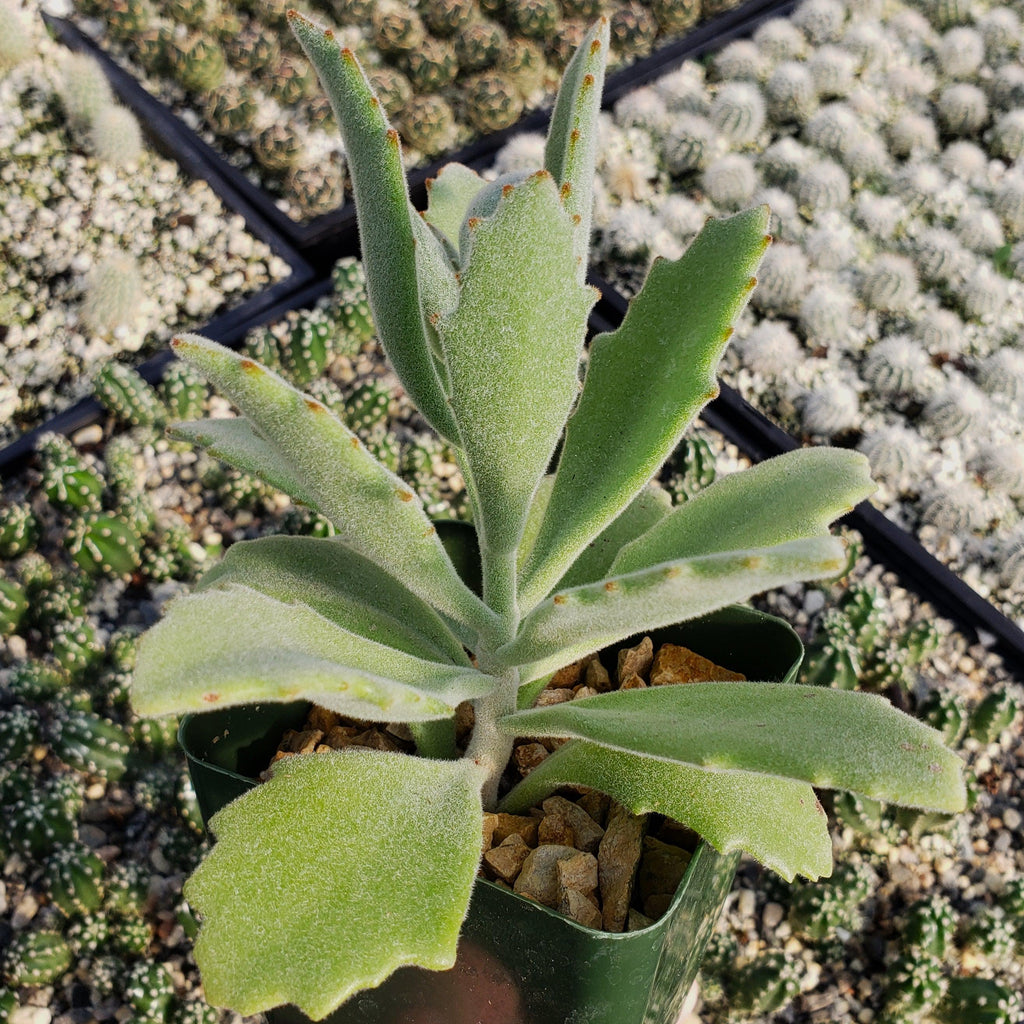 Kalanchoe Beharensis Roseleaf