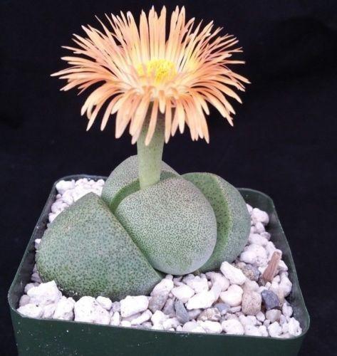 succulent split rock Split Rock Succulent 'Pleiospilos nelii' mesembs 2.5" Pot