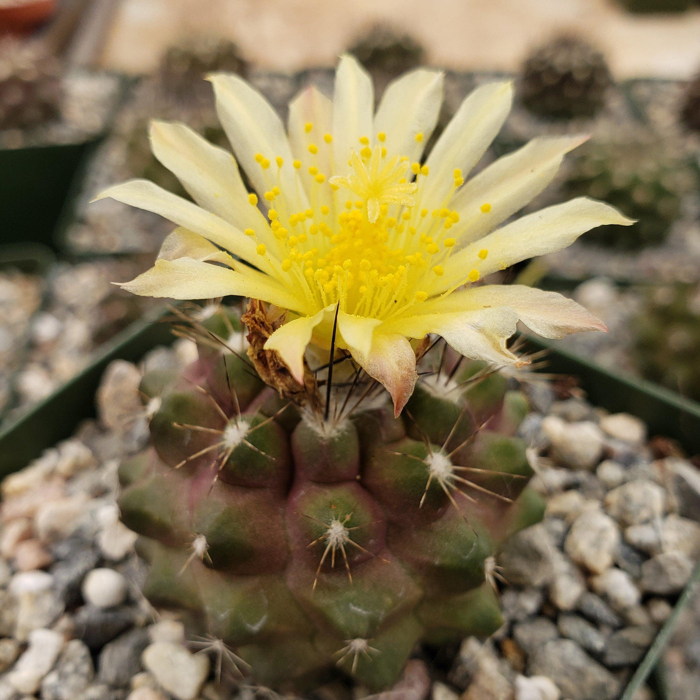 Copiapoa humilis paposoensis