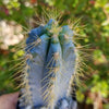 Brazilian Blue Cactus - Blue Columnar Cactus &