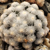 Mammillaria theresae