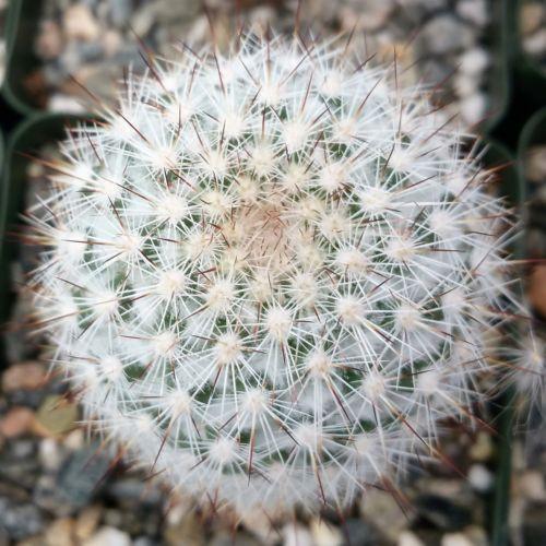 Mammillaria albicans