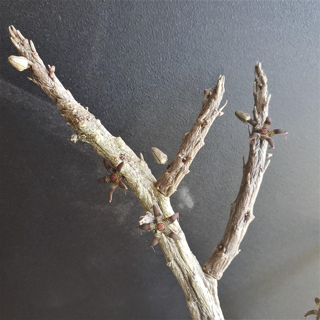 Rhytidocaulon macrolobum