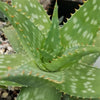 Aloe maculata – Soap Aloe