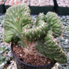 Opuntia cylindrica cristata emerald idol