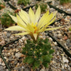 Mammillaria sphaerica