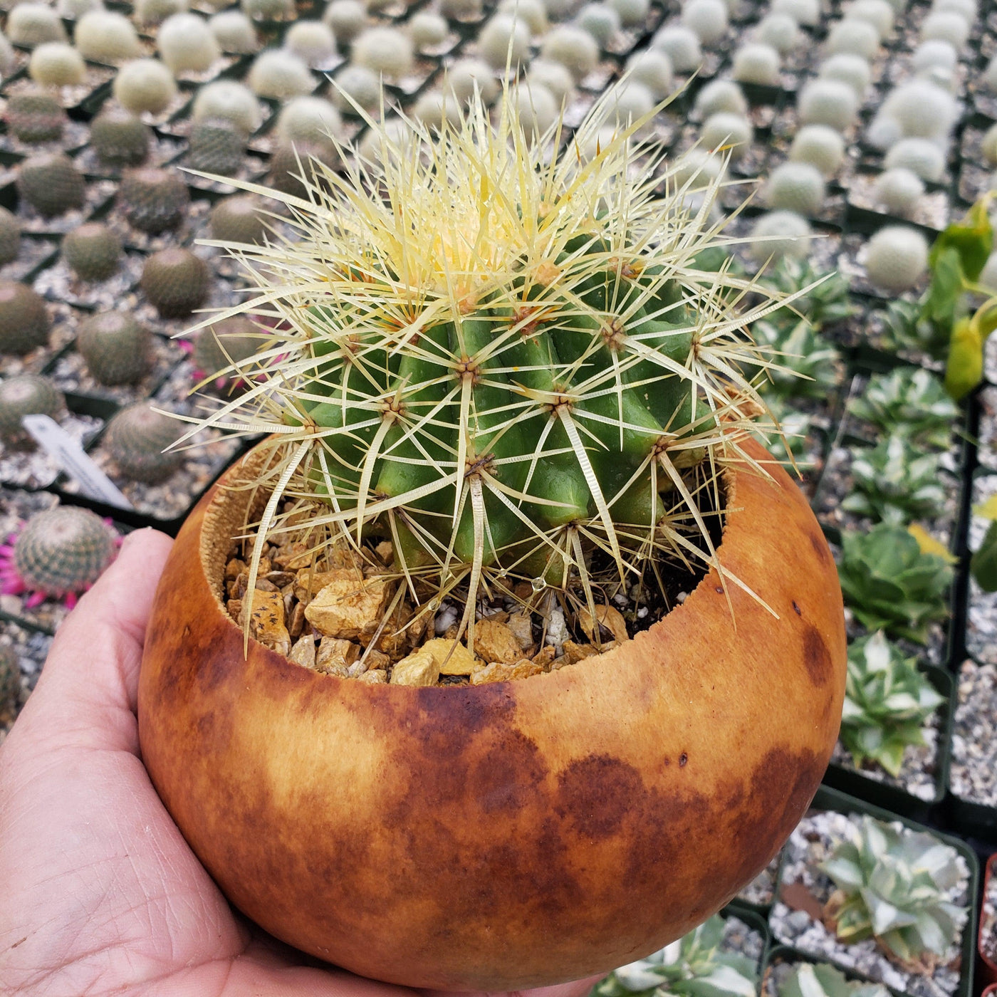 6 inch DIY Cactus Gourd Centerpiece arrangement