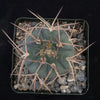 Gymnocalycium cardenasianum