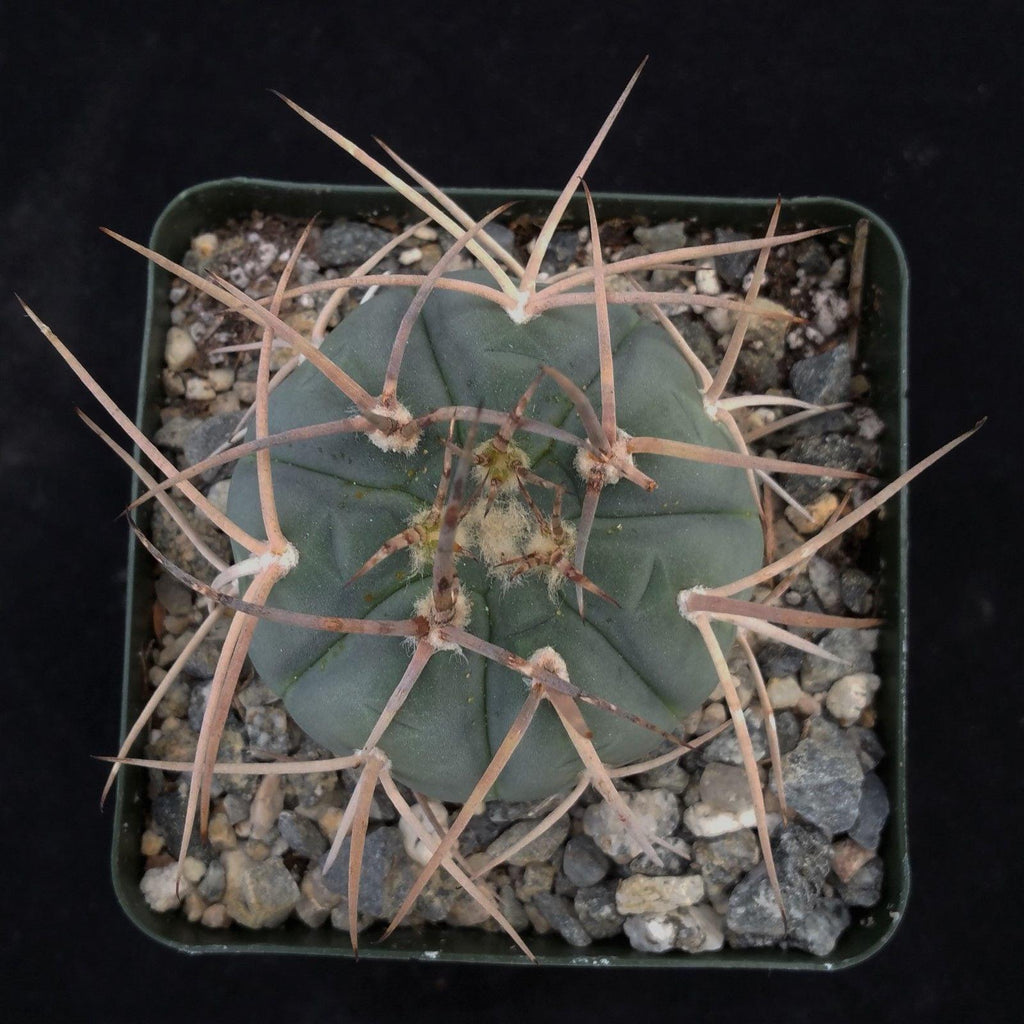 Gymnocalycium cardenasianum