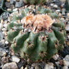 Parodia oculta