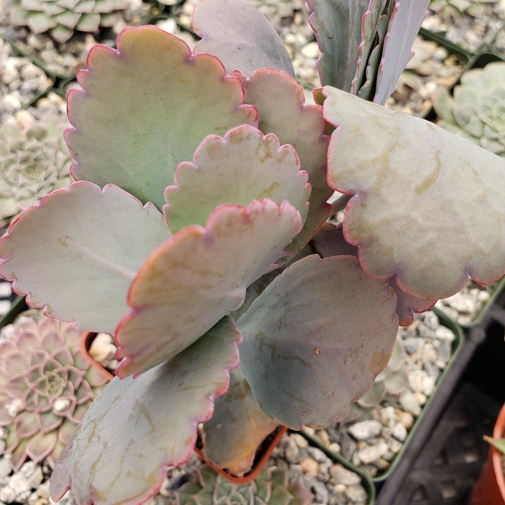 Kalanchoe fedtschenko