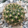 Sulcorebutia muschii