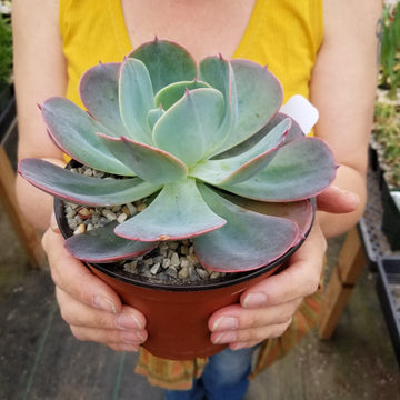 skyview succulents Purchase Echeveria Blue Sky Online